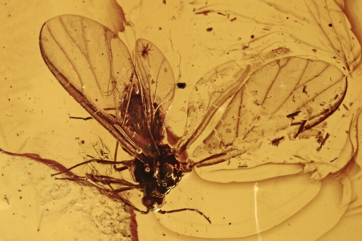 Detailed Fossil Winged Aphid (Hemiptera) In Baltic Amber #273290